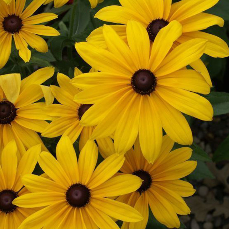Classic Black-Eyed Susan Seeds