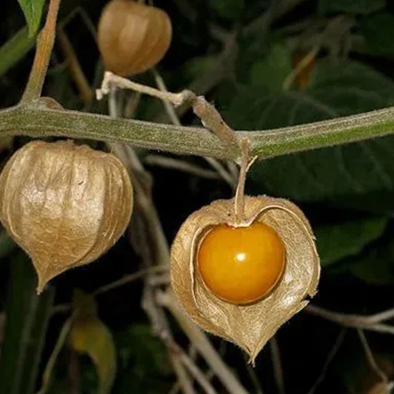 Physalis Peruviana Fruit-Lantern Fruit Seeds