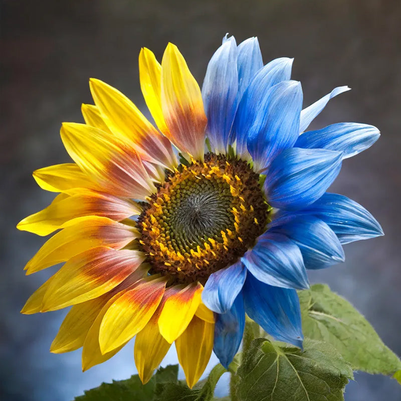 Girasol de flores gemelas, mitad azul, mitad amarillo