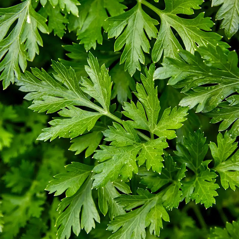 Parsley, Single Italian