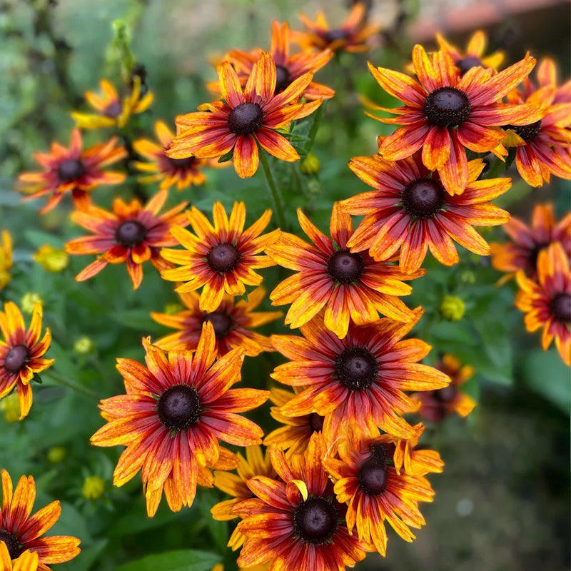 Bicolor Gloriosa Black-Eyed Susan Seeds