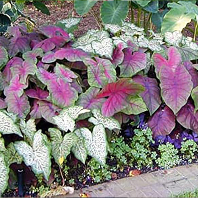 Florida Sweetheart Caladium Pink Strap Large Root Stunning Pink Foliage