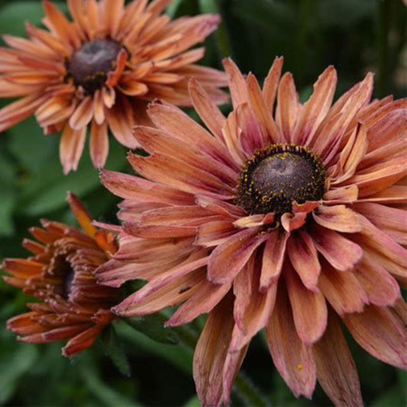 Mixed Gloriosa Black-Eyed Susan Seeds