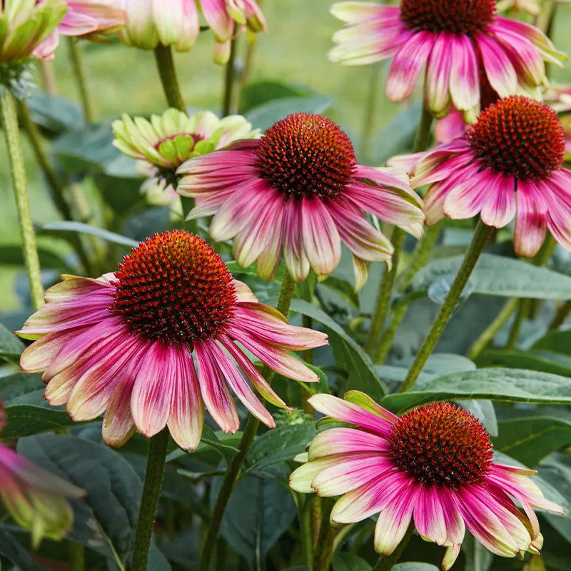 Equinácea, Sandia dulce