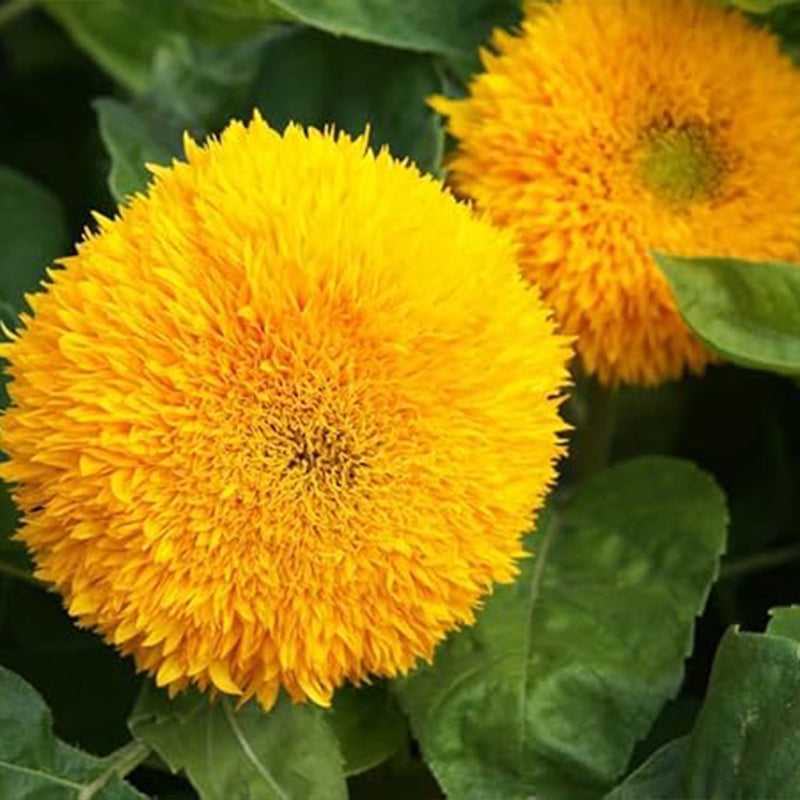 Teddy Bear Sunflower Seeds Exotic Garden Flower Sunflower Seeds for Planting Great for Hummingbirds and Butterflies