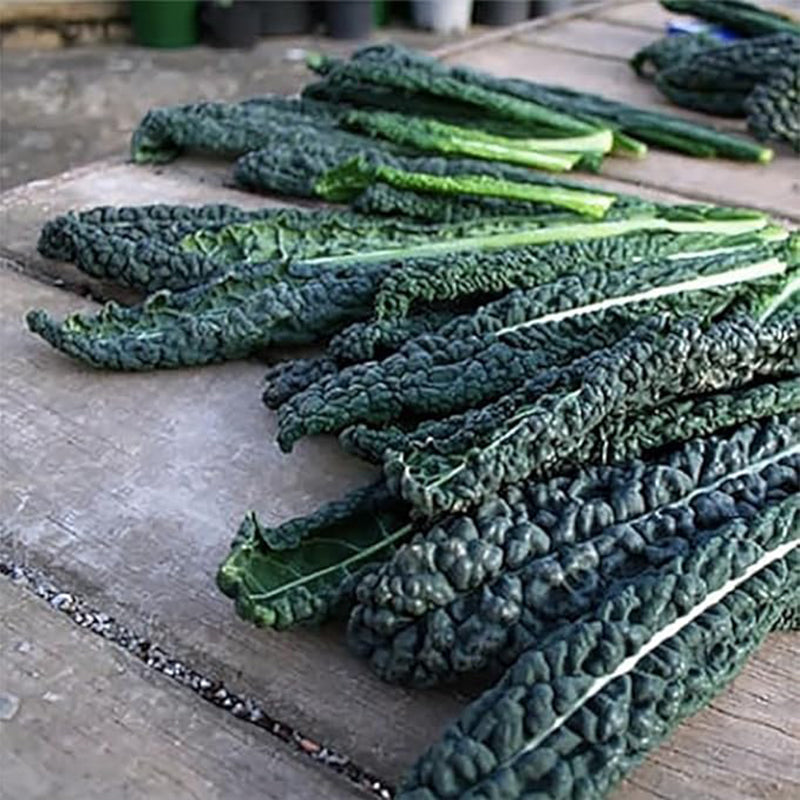 Black Magic Dinosaur Kale Seeds