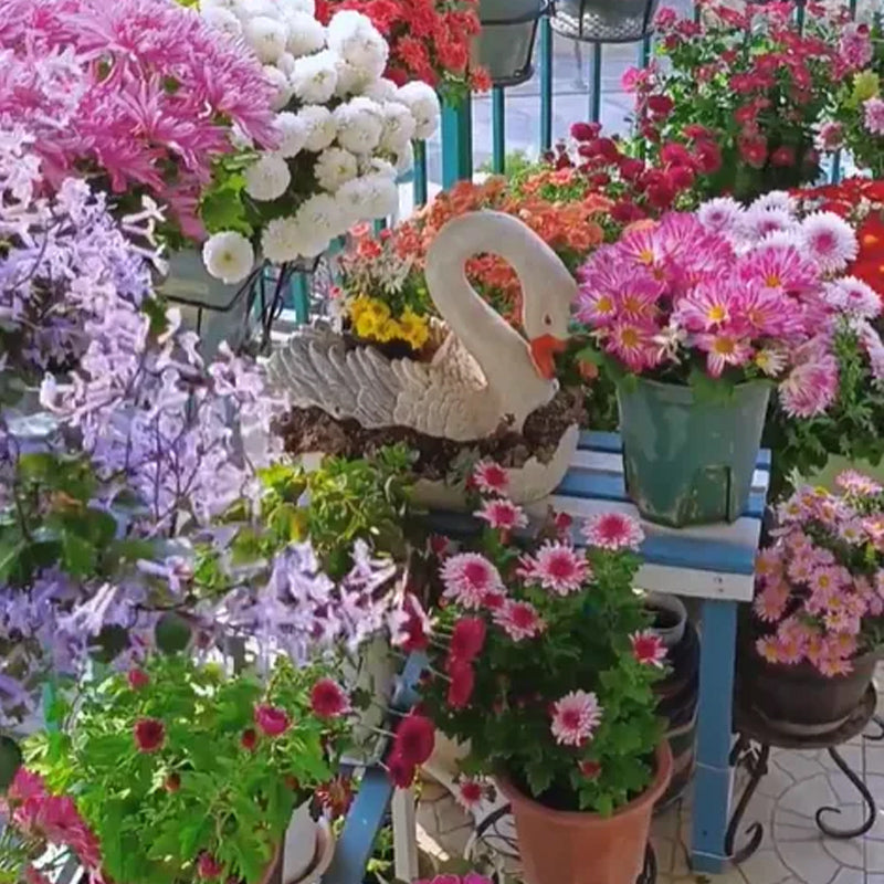 Grupo de semillas de flores de piretro de colores variados: cuatro estaciones