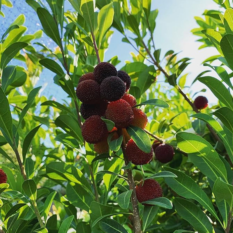 Semillas de Myrica Rubra Bayberry rojo Fruta dulce, saludable y jugosa Gran sabor Fresa una nueva y emocionante incorporación