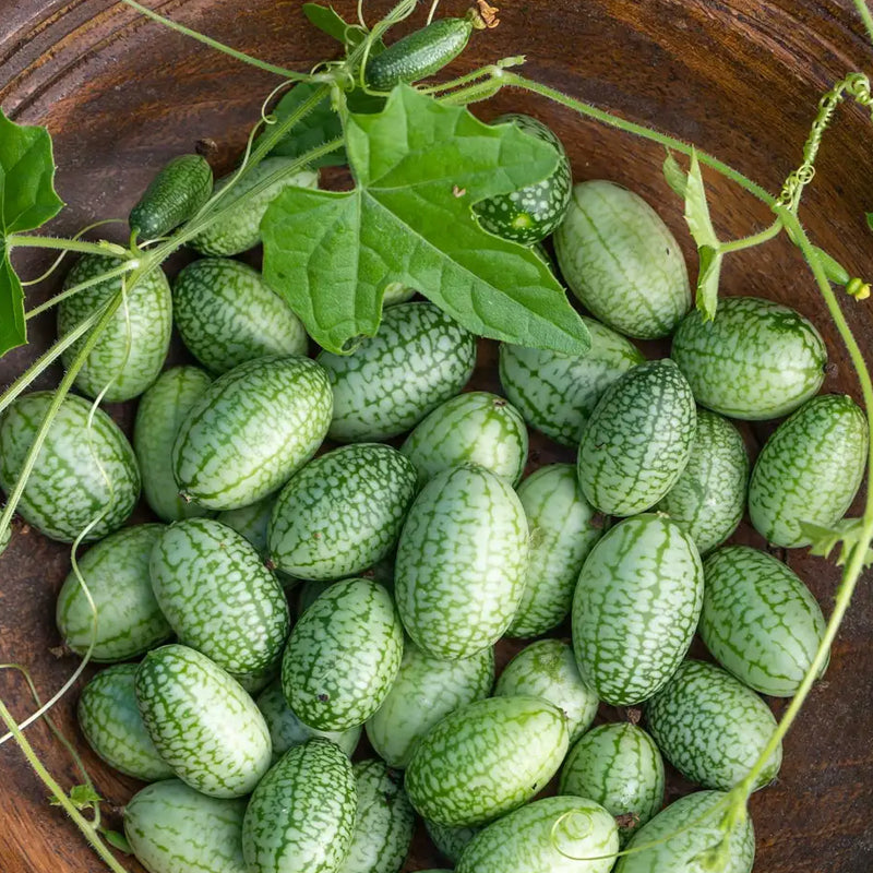 Cucumber, Mexican Sour Gherkin