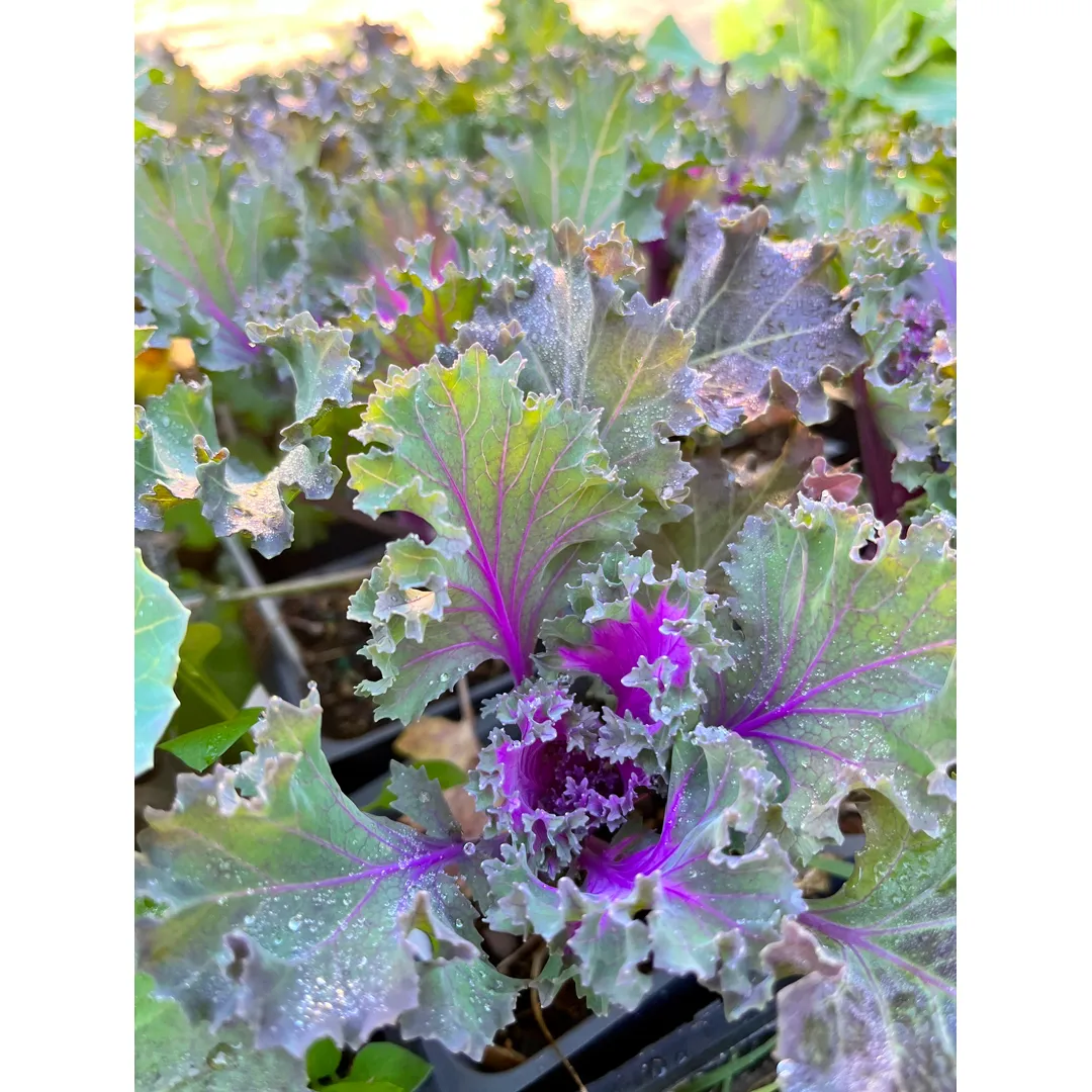 Mix Ornamental Kale Seeds