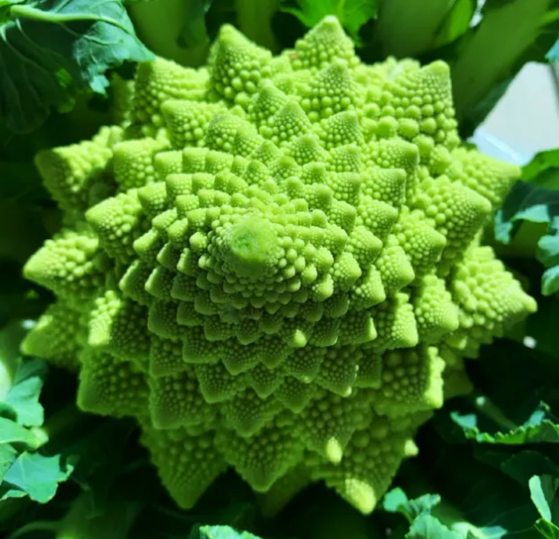 Roman Pagoda Cauliflower Seeds