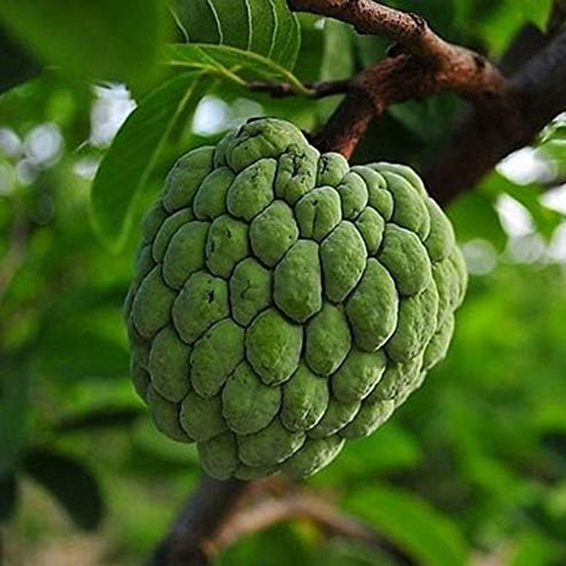 Semillas de árboles frutales de guanábana, graviola, annona muricata, fruta tropical fresca