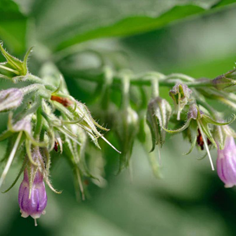 Consuelda común/verdadera
