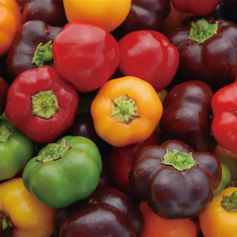 Colorful Sweet Pepper Seeds Organic