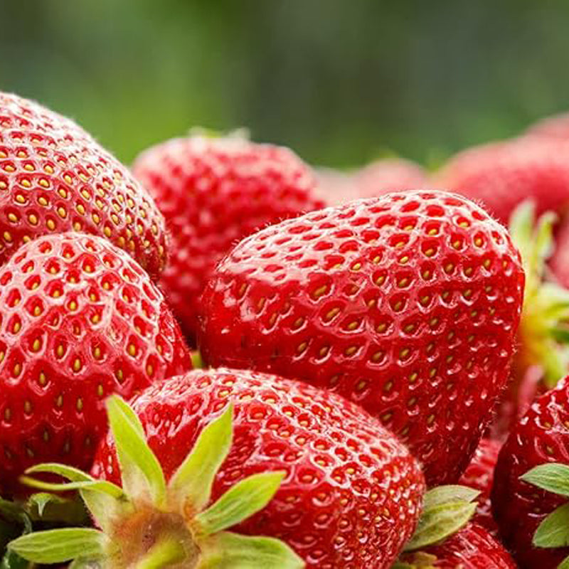 Mix Strawberry Seeds Red Yellow Blue White Climbing Strawberry