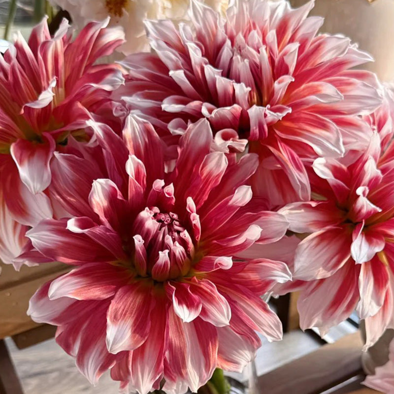 Red & White Mixed Dahlia Seeds