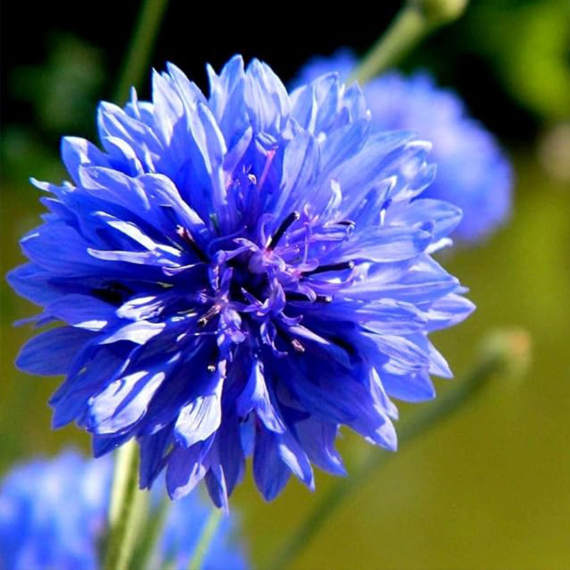Blue Cornflower Seeds Bachelor’s Buttons Centaurea Cyanus Flower