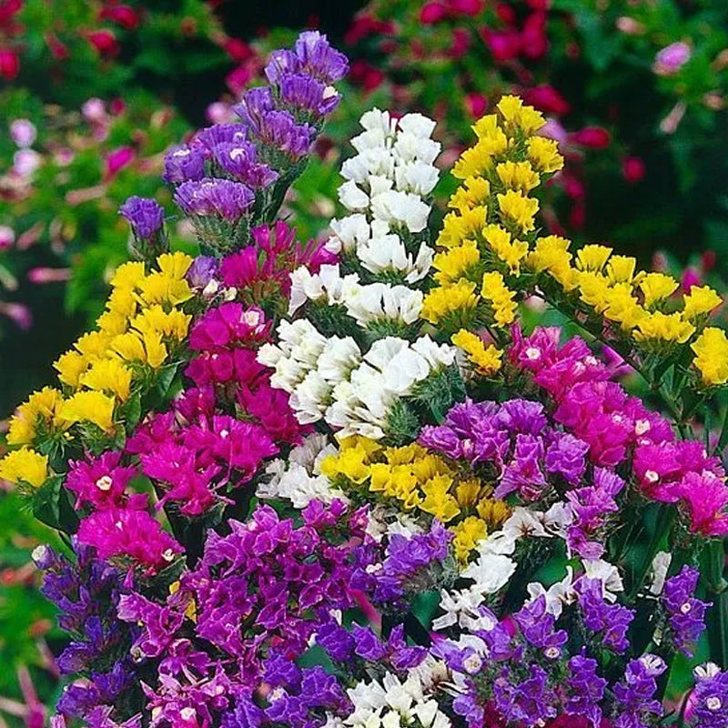 Mezcla de semillas de flores de Royal Meadow