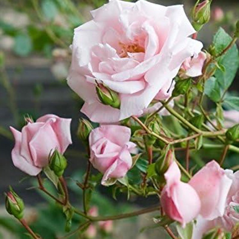 Rosa 'New Dawn' (Climbing Rose) Rose, Double Blush Pink Flowers Seeds