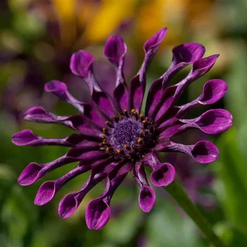 Semillas mixtas de osteospermum, margarita araña y margaritas (raras)