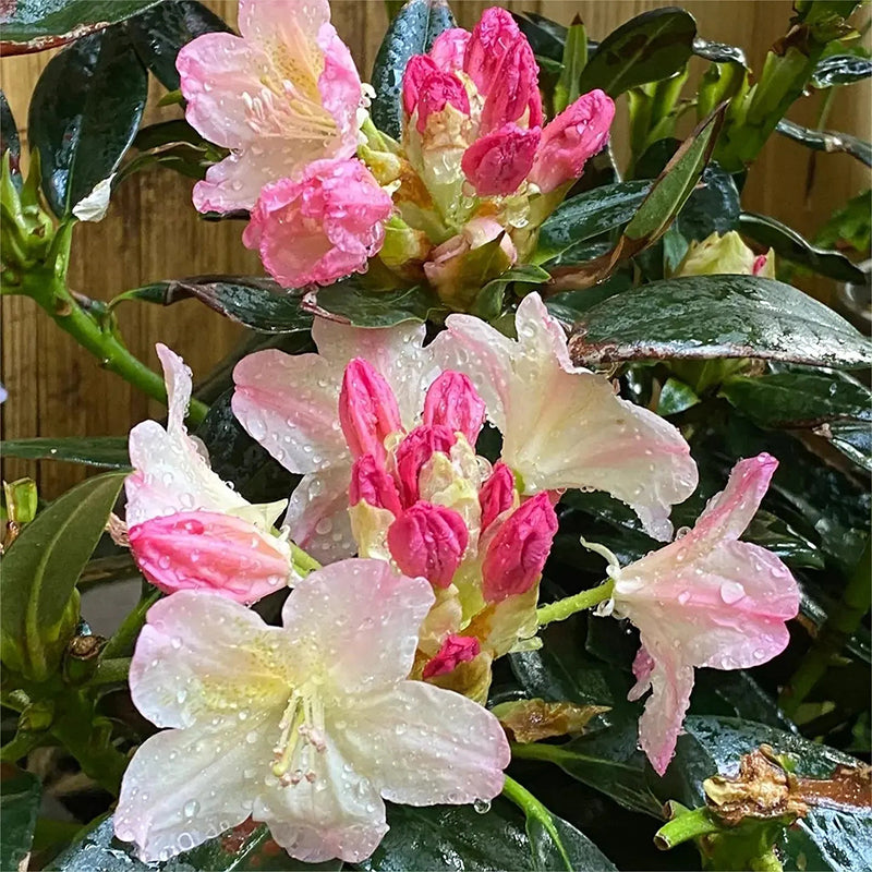 Semillas de azalea alpina, especies raras