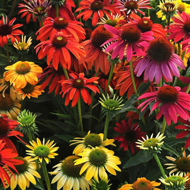 Red Coneflower Seeds - Vibrant Hardy Perennial Pollinator Flower