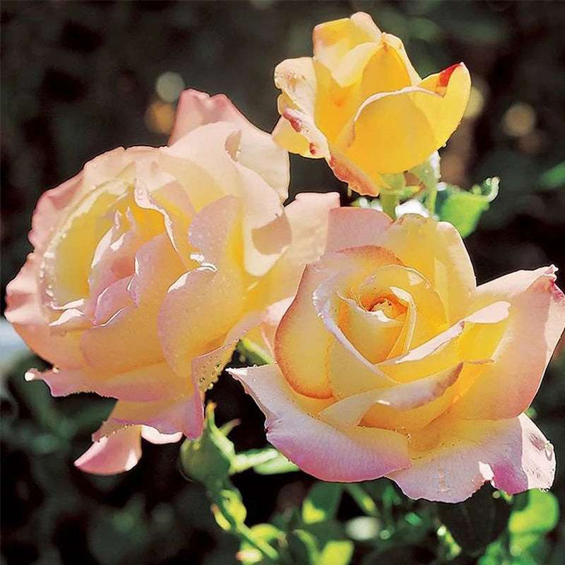 Rosa Peace (Hybrid Tea Rose) Seeds