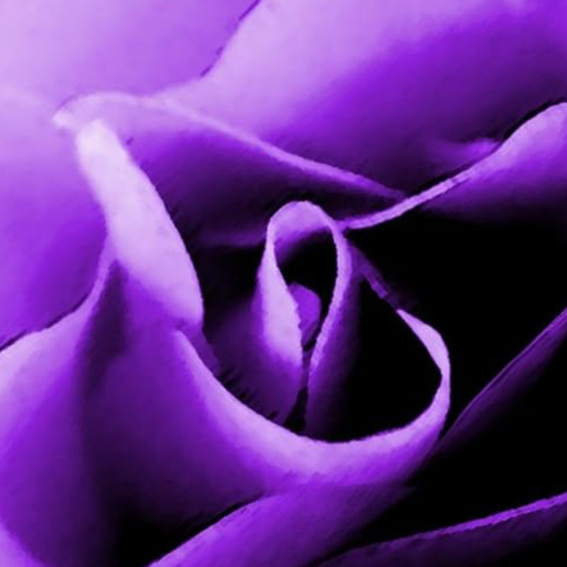 Purple Rose Rosa Bush Shrub Perennial Flower Seeds