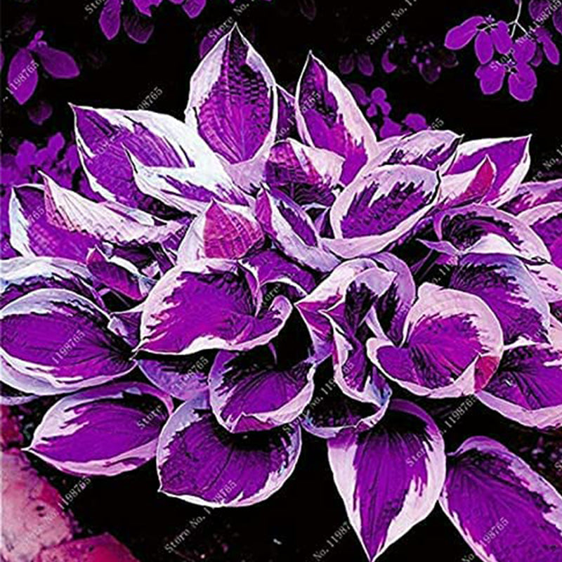 Mixed Hosta Perennials Flower Seeds