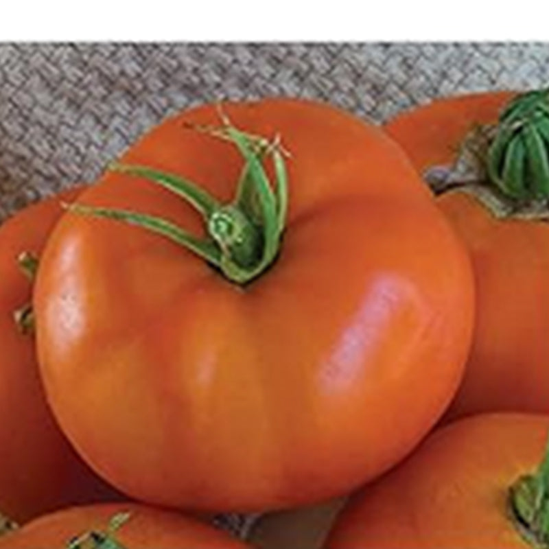 Super Beefsteak, Tomate para rebanar de Beefsteak rojo