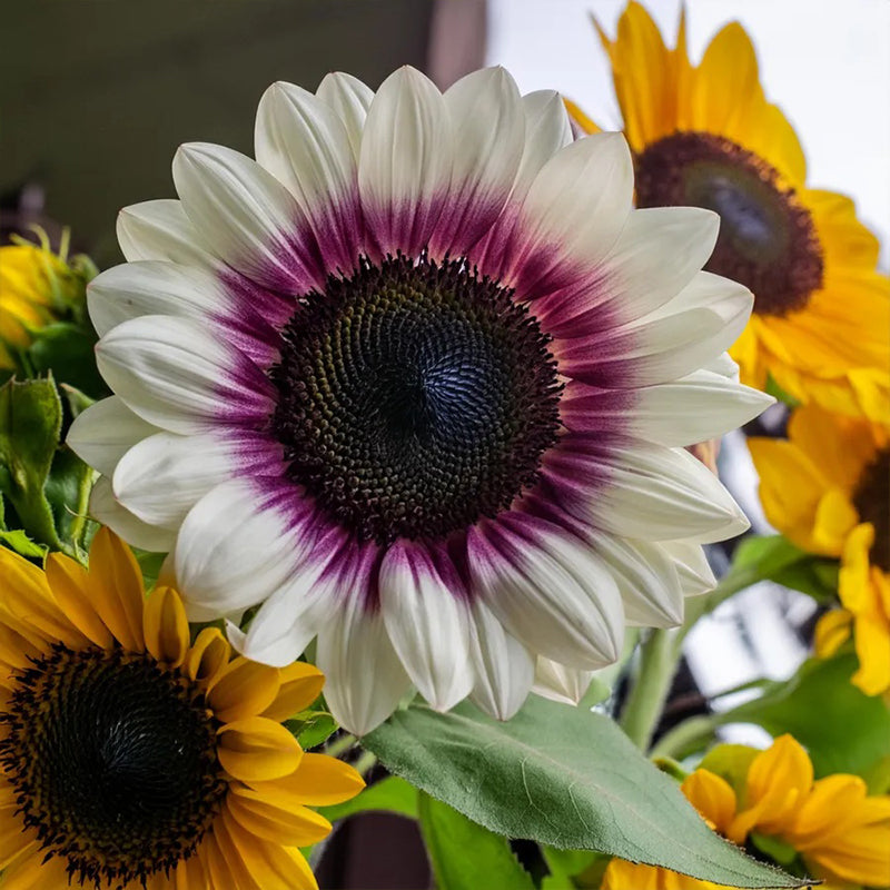 Semillas de girasol raras de dos colores morados