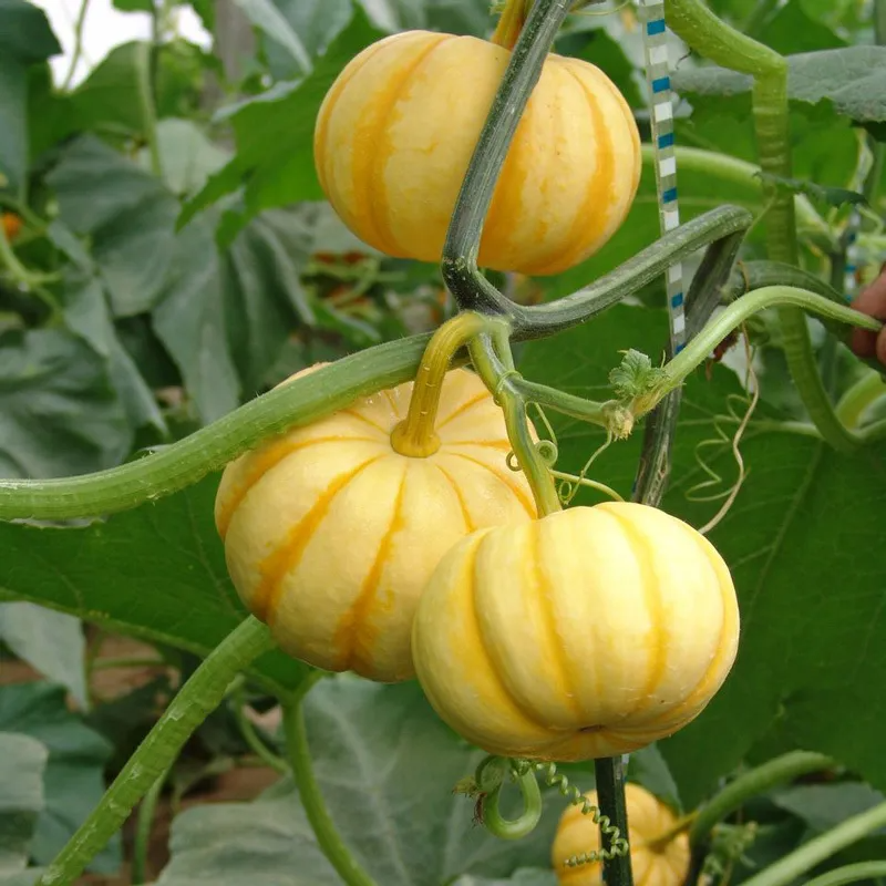 Yellow Beibei Pumpkin Sweet Glutinous BeiBei Mini Chestnut Pumpkin Seeds