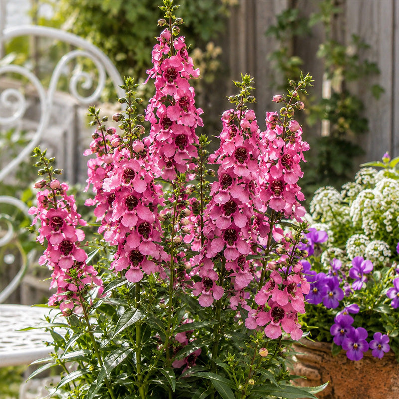 Pink Summer Snapdragon (Angelonia angustifolia) Seeds