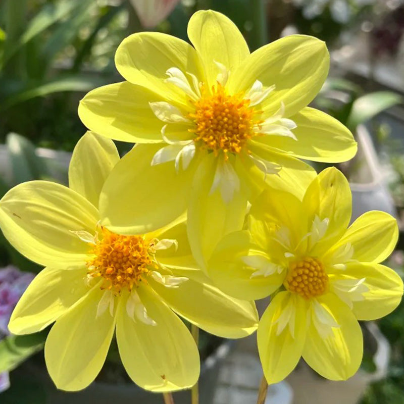 Bright Yellow Dahlia Seeds