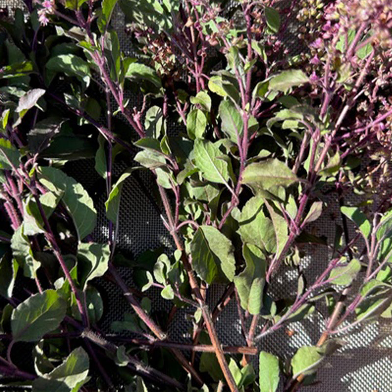 Tulsi / Albahaca sagrada: Rama