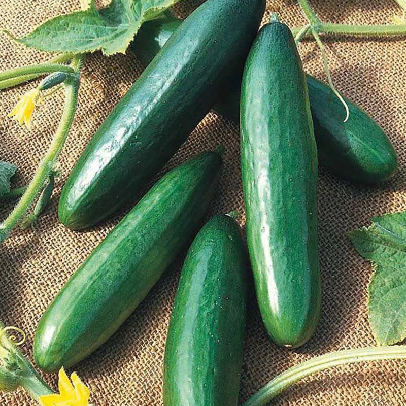 Cucumber Paraiso F1 Organic
