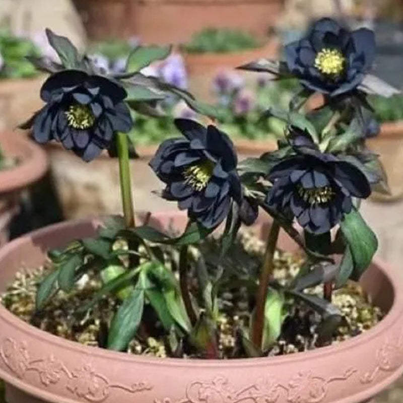 Black Helleborus - Christmas Rose