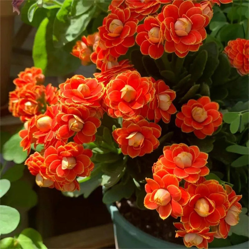Semillas de flores de longevidad Golden Fox