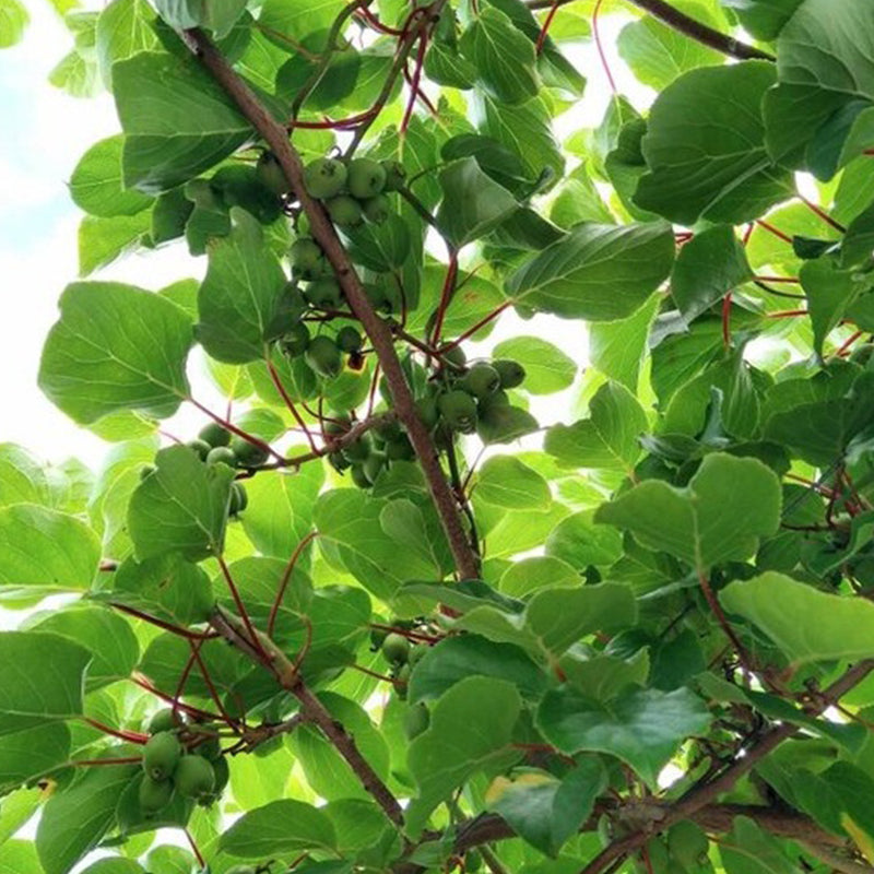 Hardy Kiwi Seeds (actinidia arguta)