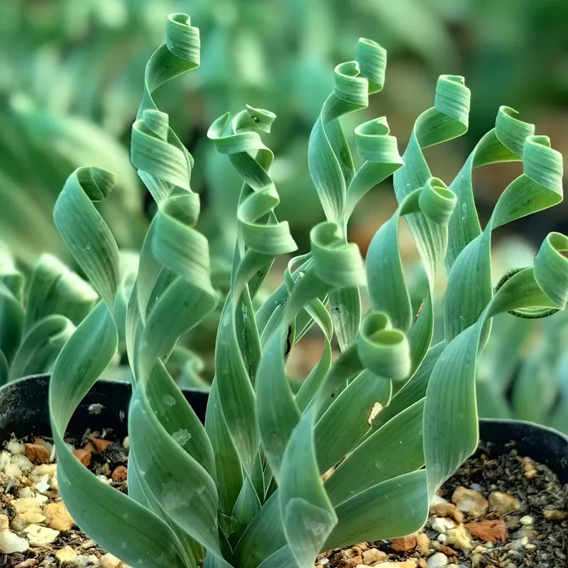 Rare Spring Grass Spiral Succulents