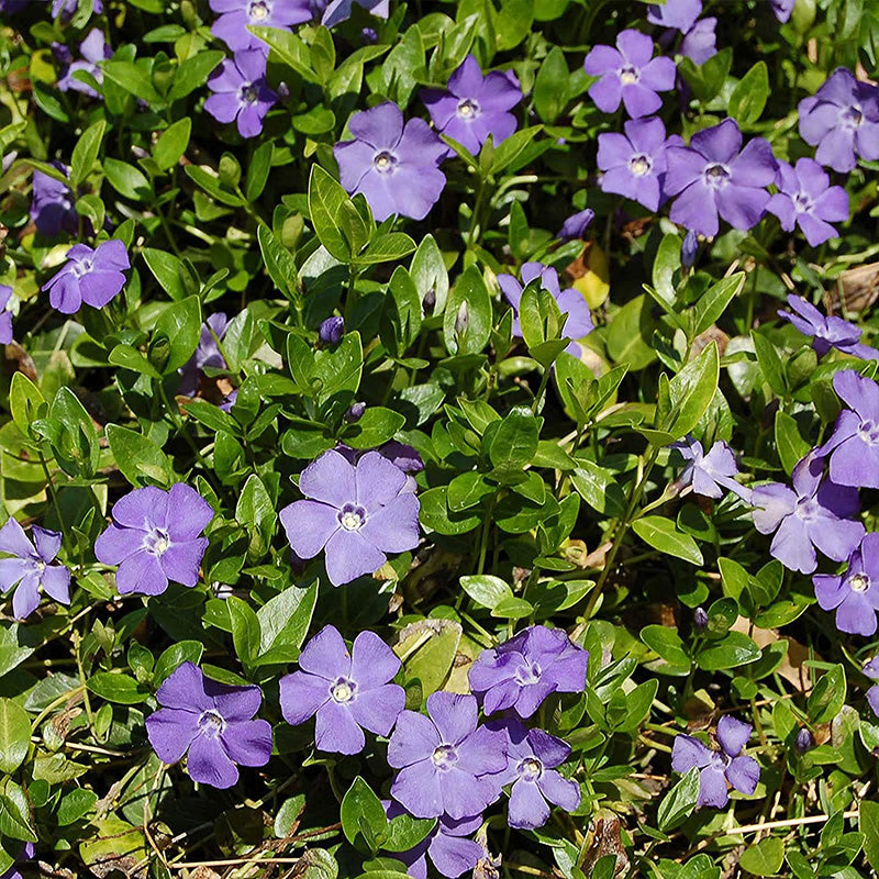 Fresh Garden Vinca Minor Seeds