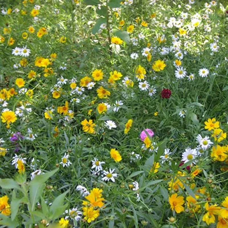 Mezcla de semillas de flores silvestres del suroeste