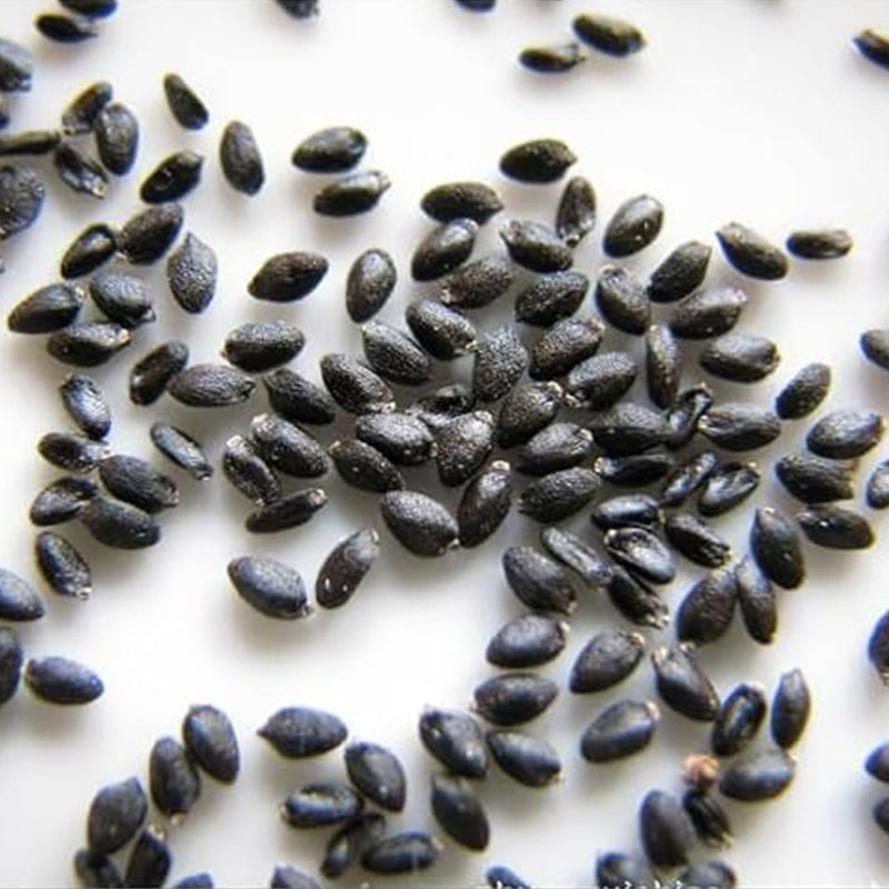 Semillas de fruta del dragón, Hylocereus triangularis: deliciosa fruta y fragantes flores que florecen de noche