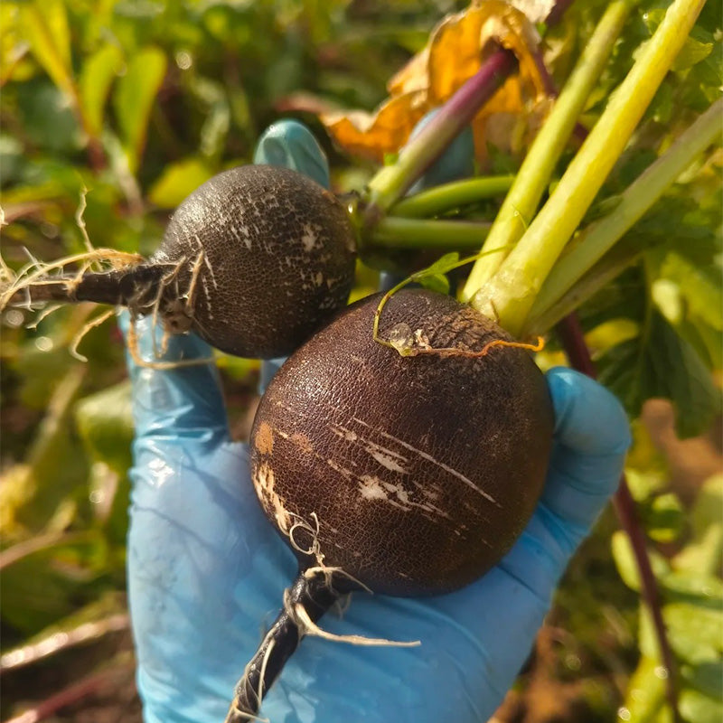 Heirloom Black Spanish Radish Seeds