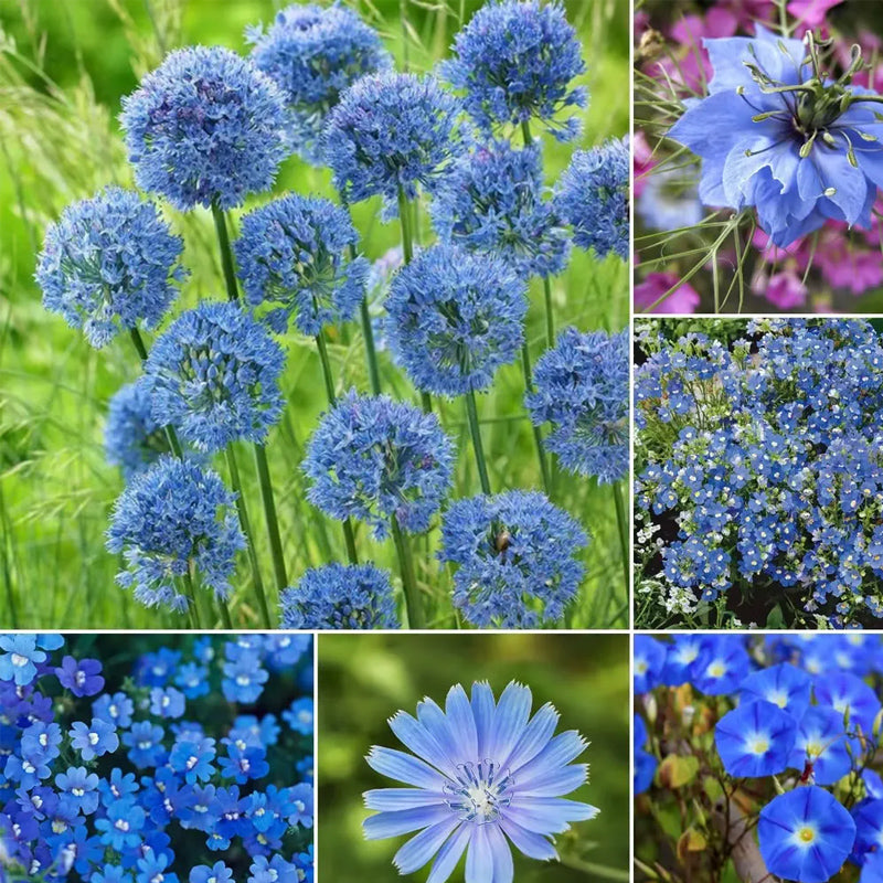 Exclusive Blue Wildflower Seed Mix