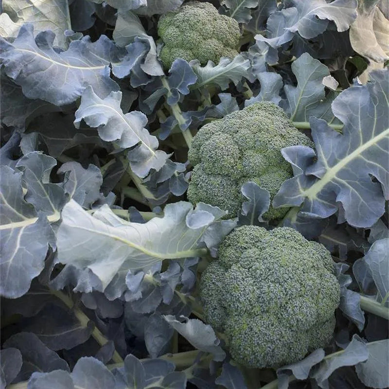 Brócoli Emerald Crown F1