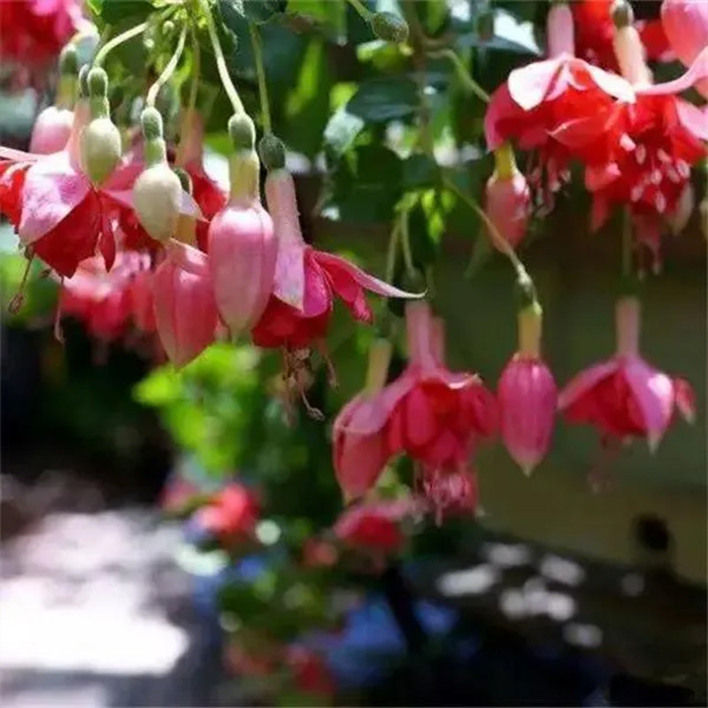 Fuchsia Hybrida Voss Seeds The fairy flower