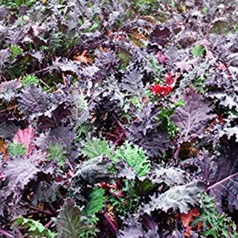 Semillas mixtas de col rizada. ¡Esta es una mezcla! Col rizada azul enana rizada, col rizada dinosaurio lacinato, col rizada siberiana enana, col rizada roja rusa