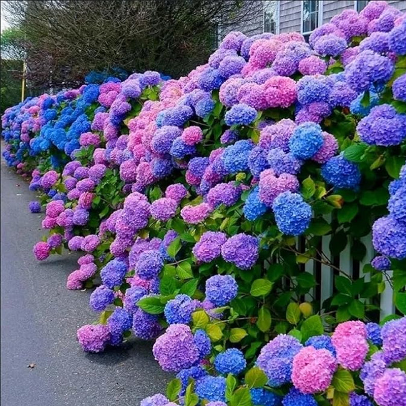 Blue Pink Purple Hydrangea Seeds Hardy Plant Seeds for Gardening Enthusiasts - Easy-to-Grow