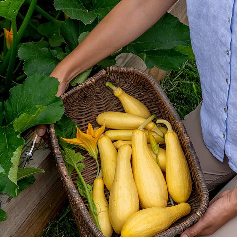 Saffron Summer Squash Seeds